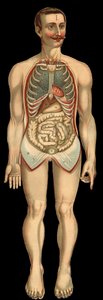 从肋骨和腹腔中取出后从前面看胸腔和腹腔。 （格力肠、胃等） 作者 未知艺术家