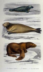 描绘海豹、海象和海狮的动物学图表。 19世纪 作者 未知艺术家