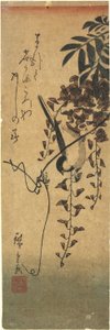 （紫藤分公司的鸟）