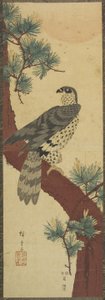 （Hawk on Pine Branch，Summer），1853年9月