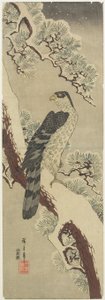 （Hawk on Pine Branch，Winter），19世纪初