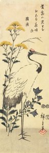（Patrinia，中国风铃草和鹤），1853年3月