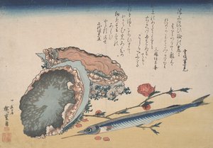 鲍鱼，半喙和桃花
