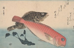 Amadai，Mebaru和Wasabi Root