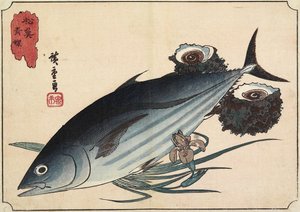 鲣鱼和顶壳，19世纪初