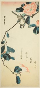 茶花枝上的红腹灰雀 作者 歌川宏重