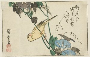 金丝雀和牵牛花 作者 歌川宏重