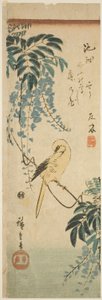 金丝雀和紫藤 作者 歌川宏重