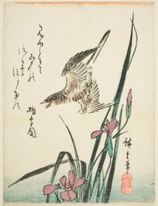 布谷鸟飞过鸢尾花 作者 歌川宏重