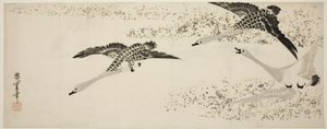 下降的大雁 作者 歌川宏重