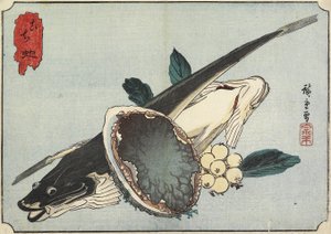 扁平和鲍鱼，19世纪初