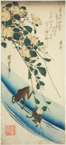 青蛙和黄玫瑰 作者 歌川宏重