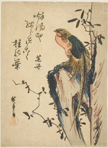 金雉 作者 歌川宏重