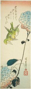 绿鸟和绣球花 作者 歌川宏重