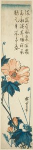 木槿花 作者 歌川宏重