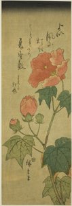 木槿花 作者 歌川宏重