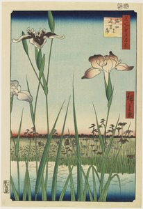 1857年5月在Horikiri的鸢尾花园
