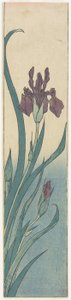 虹膜，19世纪初