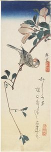 Java Sparrow和Magnolia，1834-1839