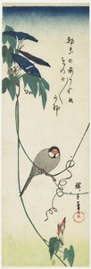 Java Sparrow和Morning Glories，1834-1839