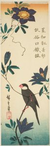 爪哇麻雀和铁线莲 作者 歌川宏重