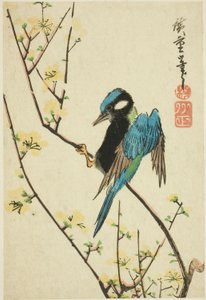 樱桃树枝上的爪哇麻雀 作者 歌川宏重