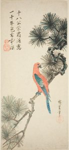 松枝上的金刚鹦鹉 作者 歌川宏重