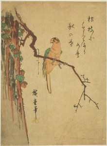 常春藤覆盖的树上的金刚鹦鹉 作者 歌川宏重
