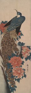 孔雀与牡丹 作者 歌川宏重