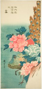 孔雀和牡丹 作者 歌川宏重