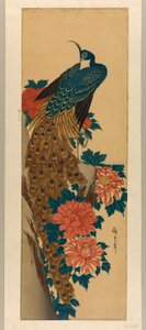 孔雀和牡丹 作者 歌川宏重