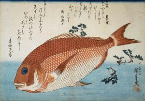 红海鳊鱼，1832-1834。   作者 歌川宏重