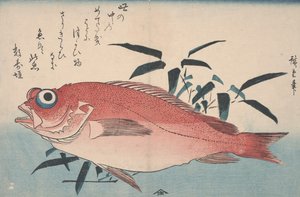 鲷鱼和竹草，1840年