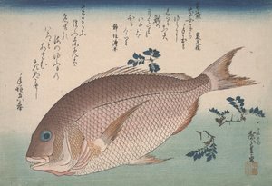 海鲷和Sansho Pepper，1830