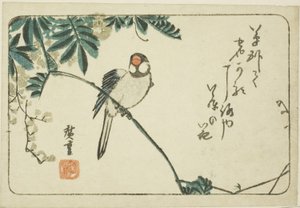 麻雀和紫藤 作者 歌川宏重