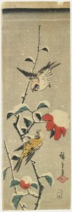 麻雀和雪花山茶，1837-1848