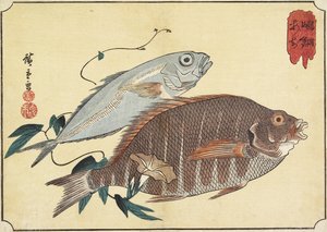 条纹鲷鱼和马鲭鱼，19世纪初