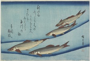 香鱼，1832-1833