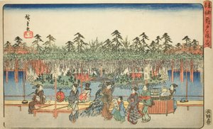 龟户紫藤，选自 "东都名胜（东都名胜）"系列 作者 歌川宏重