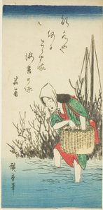 采集海藻的妇女 作者 歌川宏重