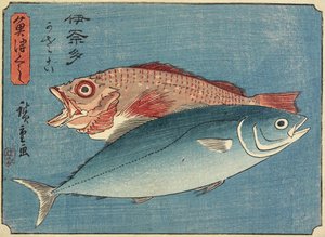 黄尾鱼和石斑鱼，1830-1844