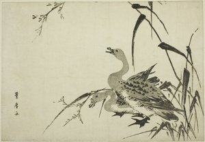 大雁和芦苇