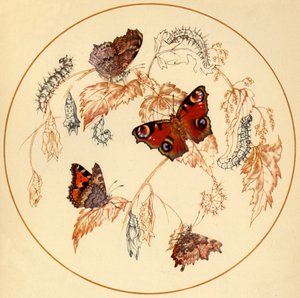孔雀、小玳瑁和Comma蝴蝶......"，约1930年代，1945年。   作者 佛寺
