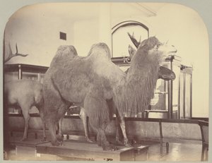 Pl.VIII.骆驼和驼鹿