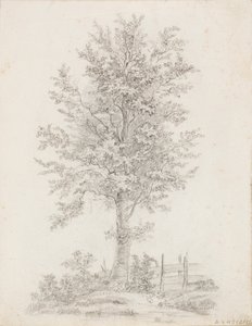 阔叶树