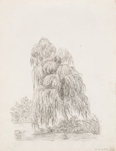 阔叶树