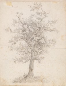 阔叶树