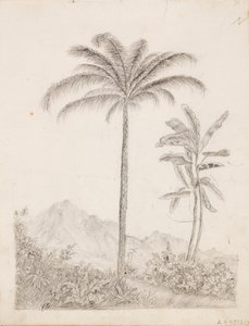 棕榈树