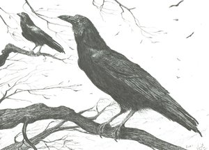 Observers, 2011 作者 文森特·亚历山大·布斯
