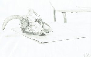 Skull 作者 文森特·亚历山大·布斯